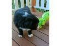 border-collie-puppies-small-3