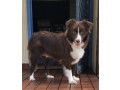 border-collie-puppies-small-7