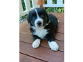 border-collie-puppies-small-4