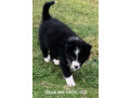 border-collie-pups-small-3