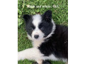 border-collie-pups-small-0