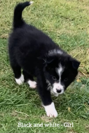 border-collie-pups-big-3