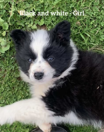 border-collie-pups-big-0