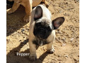 pedigree-french-bulldog-puppies-ankc-3-months-old-with-great-exterior-and-bloodlines-small-11