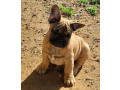 pedigree-french-bulldog-puppies-ankc-3-months-old-with-great-exterior-and-bloodlines-small-6