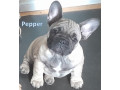 pedigree-french-bulldog-puppies-ankc-3-months-old-with-great-exterior-and-bloodlines-small-10