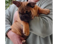 pedigree-french-bulldog-puppies-ankc-3-months-old-with-great-exterior-and-bloodlines-small-8