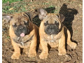 pedigree-french-bulldog-puppies-ankc-3-months-old-with-great-exterior-and-bloodlines-small-0