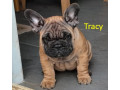 pedigree-french-bulldog-puppies-ankc-3-months-old-with-great-exterior-and-bloodlines-small-3