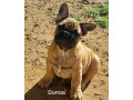 pedigree-french-bulldog-puppies-ankc-3-months-old-with-great-exterior-and-bloodlines-small-5