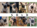 pedigree-french-bulldog-puppies-ankc-3-months-old-with-great-exterior-and-bloodlines-small-14