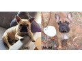 pedigree-french-bulldog-puppies-ankc-3-months-old-with-great-exterior-and-bloodlines-small-13