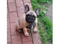 pedigree-french-bulldog-puppies-ankc-3-months-old-with-great-exterior-and-bloodlines-small-12