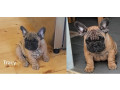 pedigree-french-bulldog-puppies-ankc-3-months-old-with-great-exterior-and-bloodlines-small-2