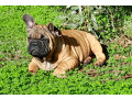 pedigree-french-bulldog-puppies-ankc-3-months-old-with-great-exterior-and-bloodlines-small-4