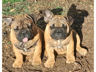 Pedigree French Bulldog puppies ANKC 3 months old with great exterior and bloodlines