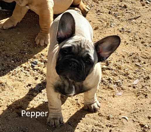 pedigree-french-bulldog-puppies-ankc-3-months-old-with-great-exterior-and-bloodlines-big-11