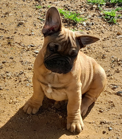 pedigree-french-bulldog-puppies-ankc-3-months-old-with-great-exterior-and-bloodlines-big-6