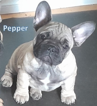 pedigree-french-bulldog-puppies-ankc-3-months-old-with-great-exterior-and-bloodlines-big-10