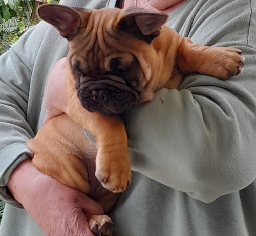 pedigree-french-bulldog-puppies-ankc-3-months-old-with-great-exterior-and-bloodlines-big-8