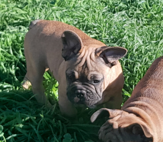 pedigree-french-bulldog-puppies-ankc-3-months-old-with-great-exterior-and-bloodlines-big-9