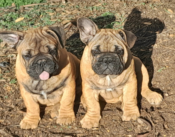 pedigree-french-bulldog-puppies-ankc-3-months-old-with-great-exterior-and-bloodlines-big-0