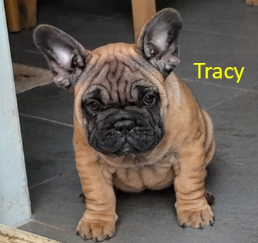 pedigree-french-bulldog-puppies-ankc-3-months-old-with-great-exterior-and-bloodlines-big-3