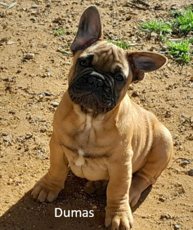 pedigree-french-bulldog-puppies-ankc-3-months-old-with-great-exterior-and-bloodlines-big-5