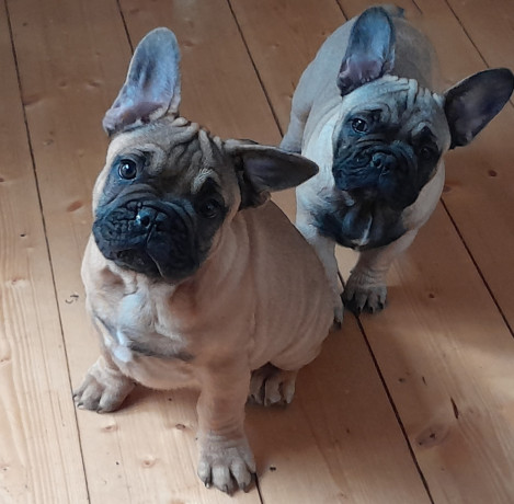 pedigree-french-bulldog-puppies-ankc-3-months-old-with-great-exterior-and-bloodlines-big-7
