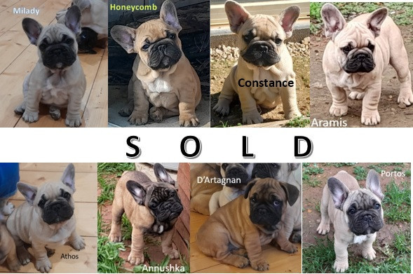 pedigree-french-bulldog-puppies-ankc-3-months-old-with-great-exterior-and-bloodlines-big-14