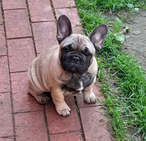 pedigree-french-bulldog-puppies-ankc-3-months-old-with-great-exterior-and-bloodlines-big-12