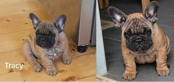 pedigree-french-bulldog-puppies-ankc-3-months-old-with-great-exterior-and-bloodlines-big-2