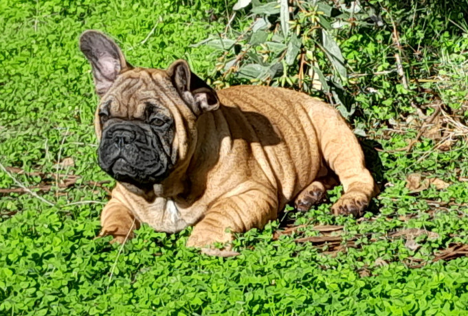 pedigree-french-bulldog-puppies-ankc-3-months-old-with-great-exterior-and-bloodlines-big-4