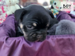 French Bulldog puppies. London breeding to reduce breathing issues