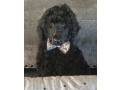 poodle-puppies-pure-bred-black-standard-small-0