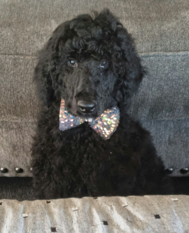 poodle-puppies-pure-bred-black-standard-big-0