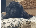pure-bred-poodles-jet-black-standard-small-0