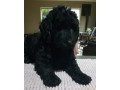 pure-bred-poodles-jet-black-standard-small-2