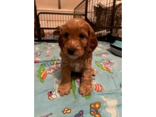 SPOODLES- COCKAPOO PUPPIES FOR SALE. AVAILABLE FROM JULY28TH IN BENDIGO