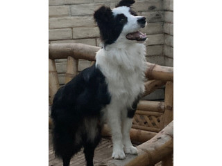 Pure Bred Male Border Collie, 1 Year Old, De-sexed and Fully Vaccinated