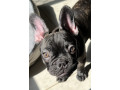 2-x-french-bulldogs-heavily-reduced-small-4