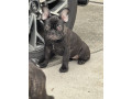2-x-french-bulldogs-heavily-reduced-small-3