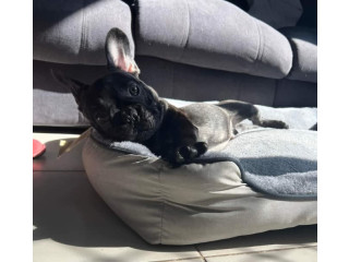 2 x French Bulldogs Heavily Reduced