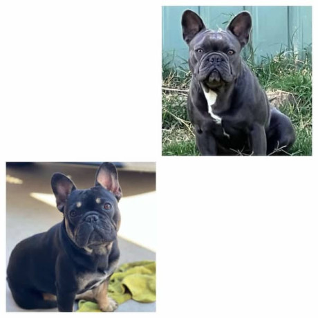 2-x-french-bulldogs-heavily-reduced-big-7