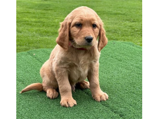 Standard Groodle Puppy MALE - READY 2 GO!