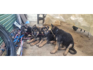 Pure-bred German shepherd puppies