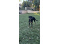 kelpie-x-border-collie-to-a-new-home-small-3