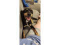 kelpie-x-border-collie-to-a-new-home-small-0