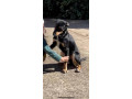 kelpie-x-border-collie-to-a-new-home-small-6