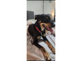 kelpie-x-border-collie-to-a-new-home-small-1